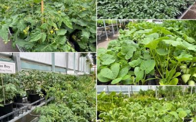 Vegetable Garden Day