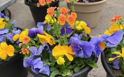 Social Saturday – Spring Porch Pot