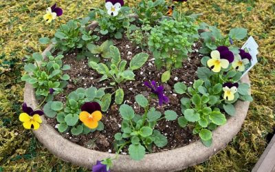 Social Saturday – Edible  Flowers