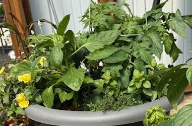 Family Vegetable Planter