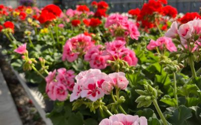 NEW EVENT: Evening in Bloom