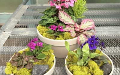Social Saturday – Baby Bloomer Dish Garden
